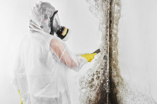 Best Certified Mold Removal  in Trexlertown, PA