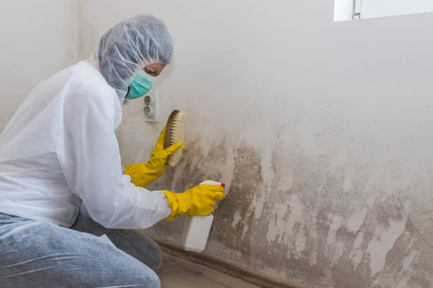 Professional Mold Removal in Trexlertown, PA