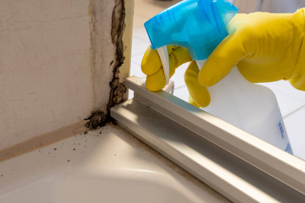 Best Black Mold Removal  in Trexlertown, PA