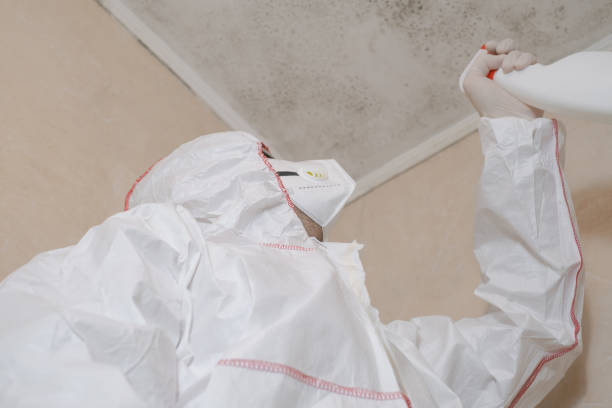 Best Mold Removal Company Near Me  in Trexlertown, PA