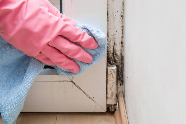 Best Same-Day Mold Removal  in Trexlertown, PA
